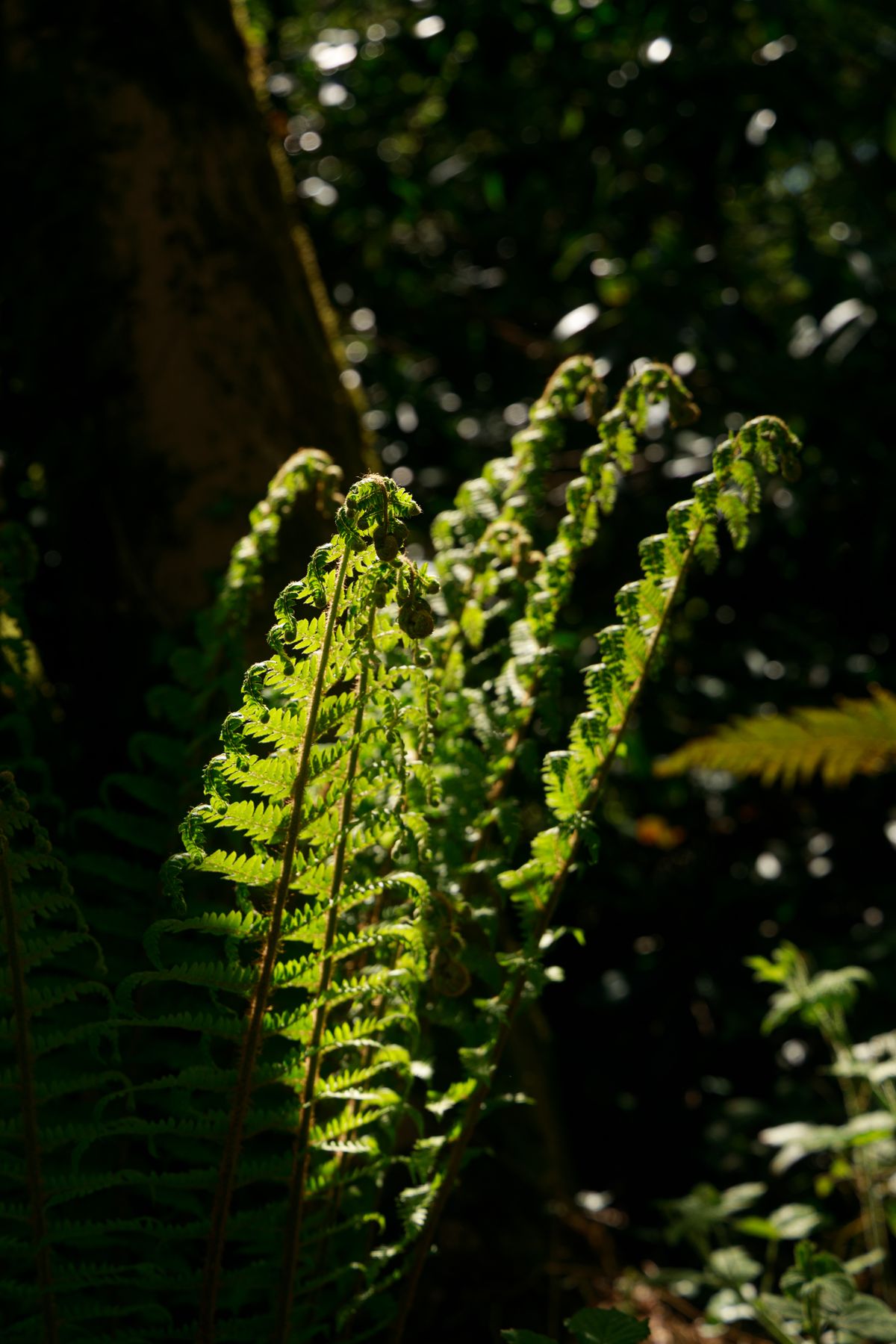 The walled garden, replanted