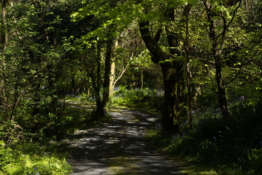 A path curving away through old woodland, dappled in low sun