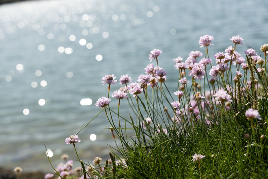 Sea thrift on the shoreline, the water beyond